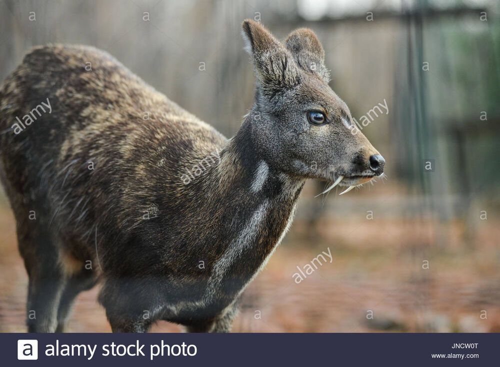 Siberian musk deer deals
