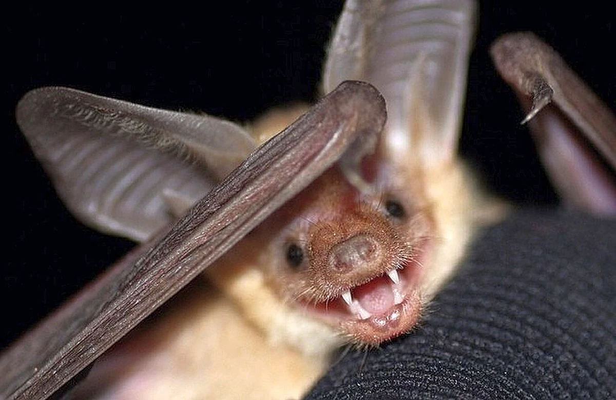 Pallid Bat FictionRulezForever Wiki Fandom
