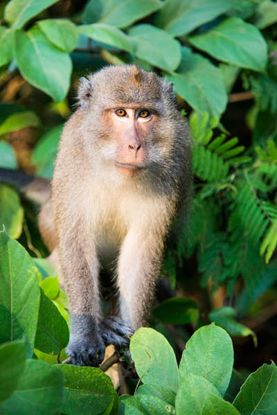 Crab-eating macaque - Wikipedia