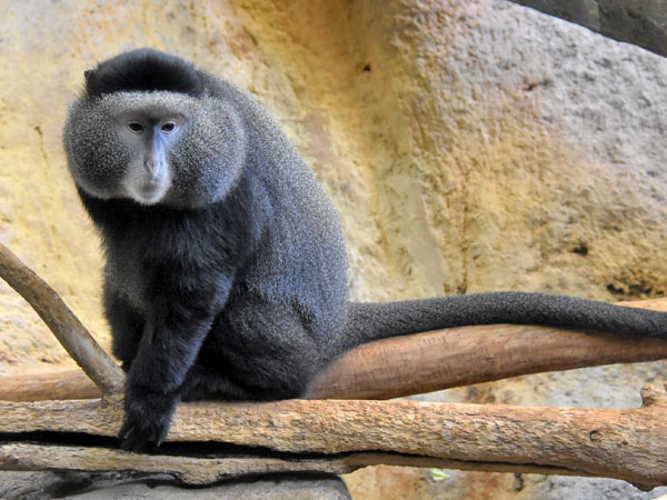 Blue monkey - Wikipedia