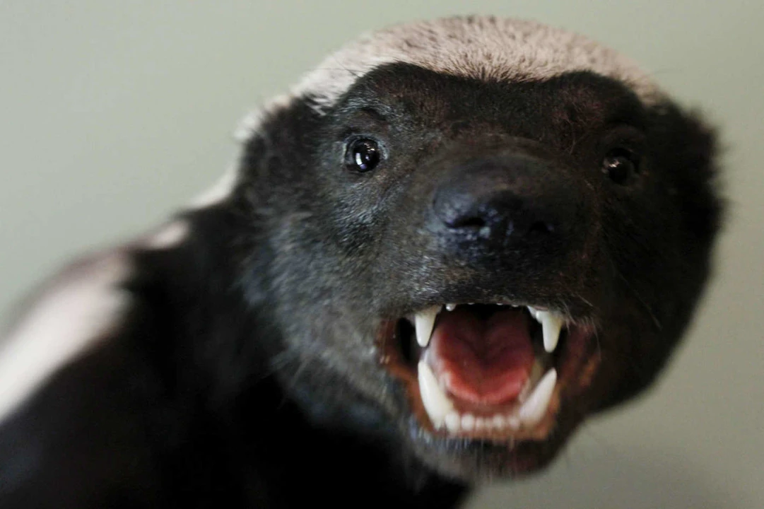 Honey Badger | FictionRulezForever Wiki | Fandom
