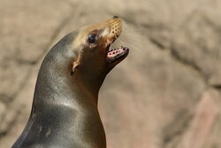 sealions_spring2013.jpg