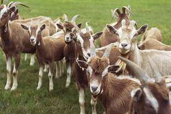 Domestic Goat, FictionRulezForever Wiki