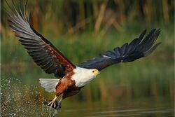African Fish Eagle, FictionRulezForever Wiki