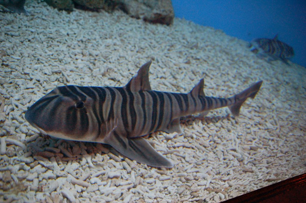 Zebra Bullhead Shark | FictionRulezForever Wiki | Fandom