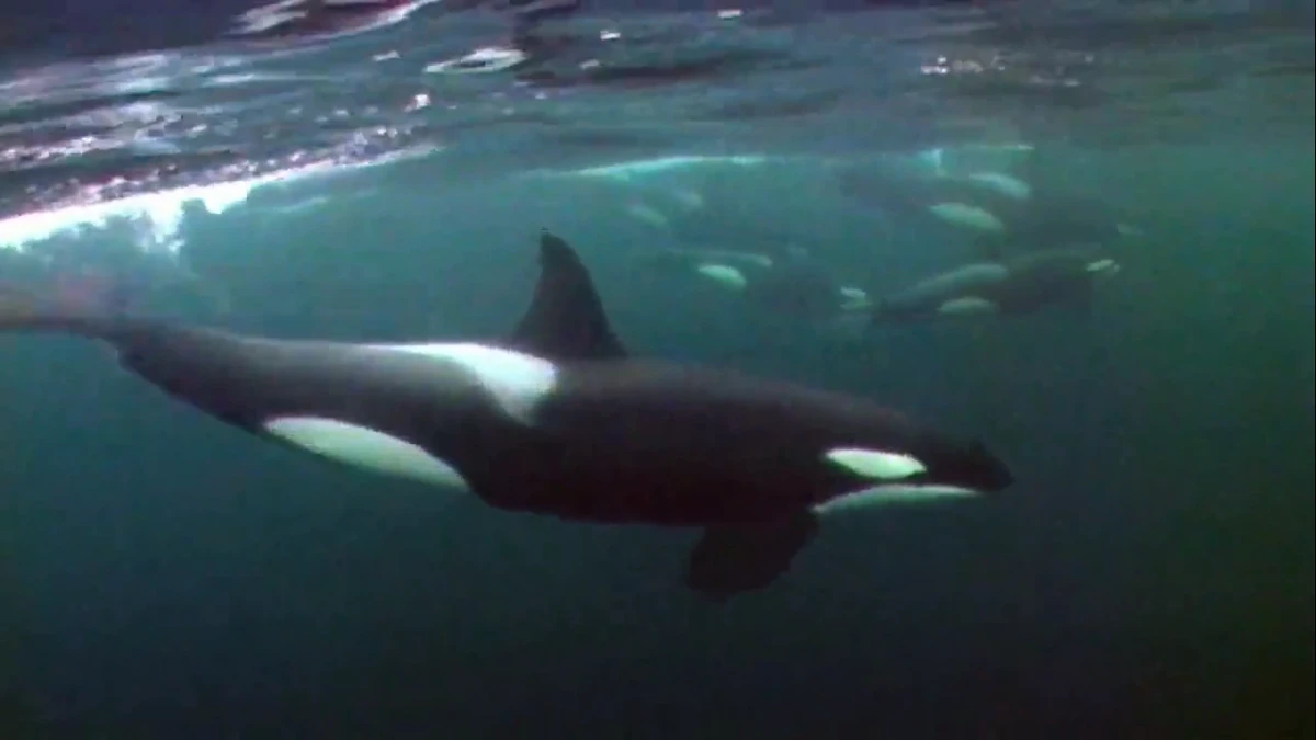 List of Species in Blue Planet Franchise | FictionRulezForever Wiki ...