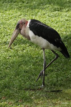 Marabou Stork/Gallery, FictionRulezForever Wiki