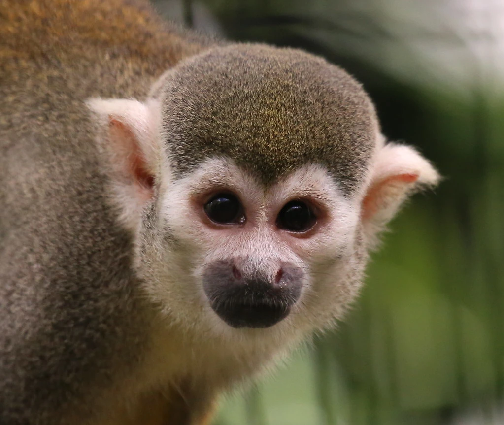高品質　リスザル（Common Squirrel Monkey）頭骨 即納☆高品質 リスザル（Common Squirrel Monkey）頭骨 - 頭骨