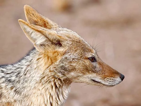 Black-Backed Jackal | FictionRulezForever Wiki | Fandom