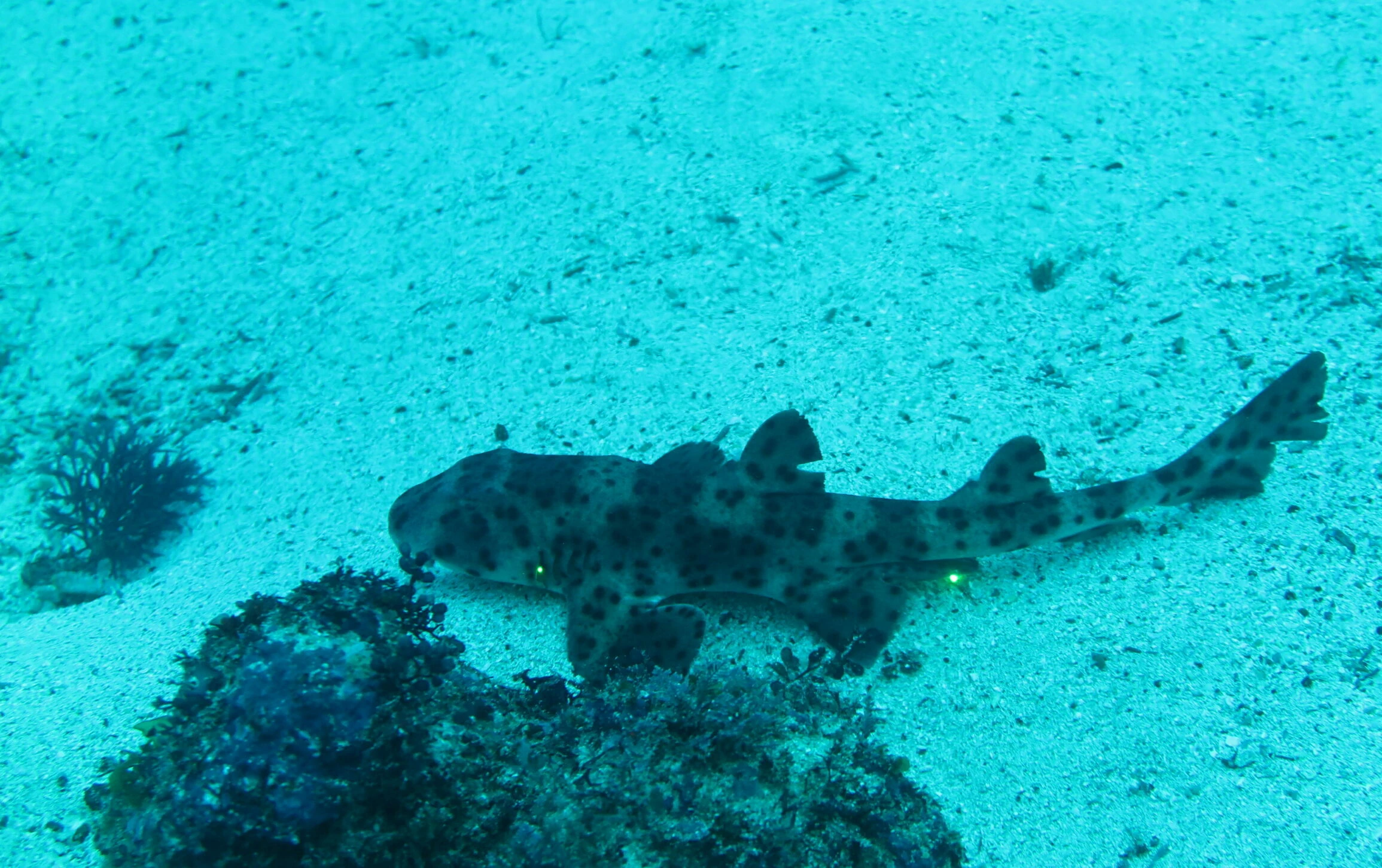 Galápagos Bullhead Shark | FictionRulezForever Wiki | Fandom, image size:2310x1452