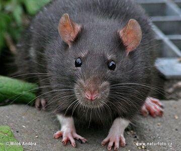 RATS INDIAN BLANKET:BLACK×GREEN×BROWN safeguard-europe-NOPE-brown-