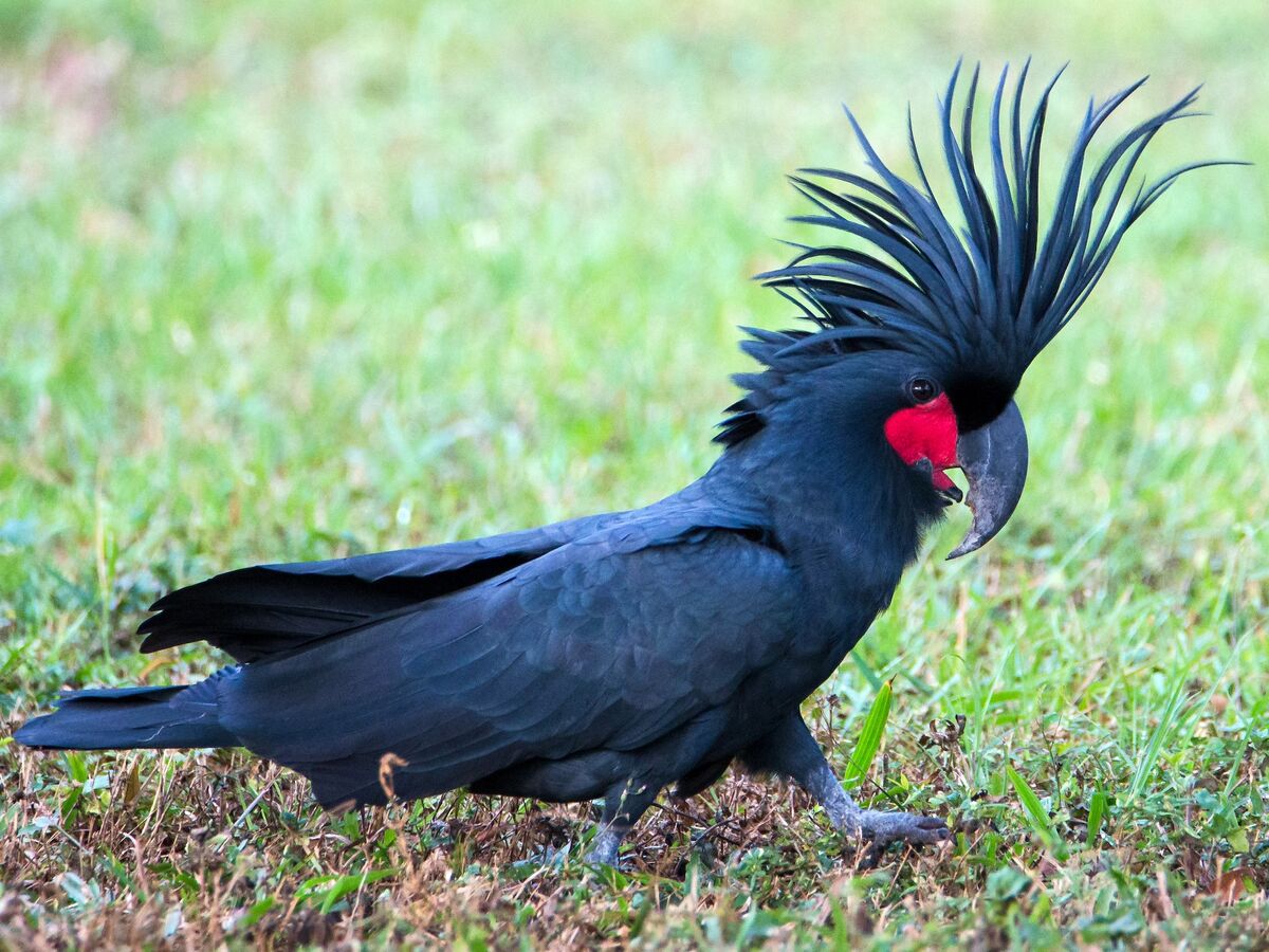 Black Palm Cockatoo Facts, Pet Care, Personality, Pictures