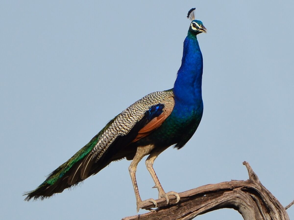 Indian peafowl - Wikipedia