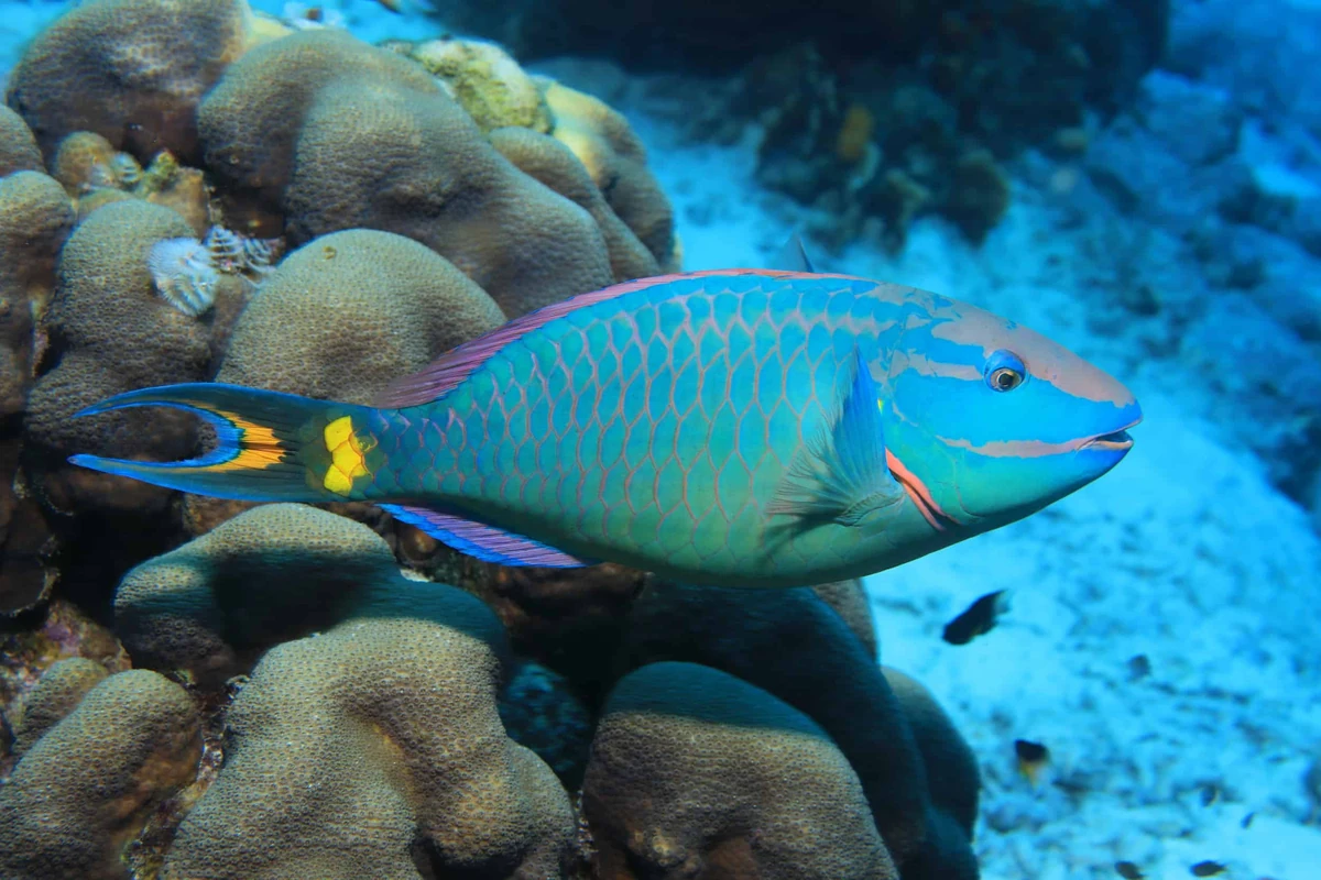 Stoplight Parrotfish FictionRulezForever Wiki Fandom