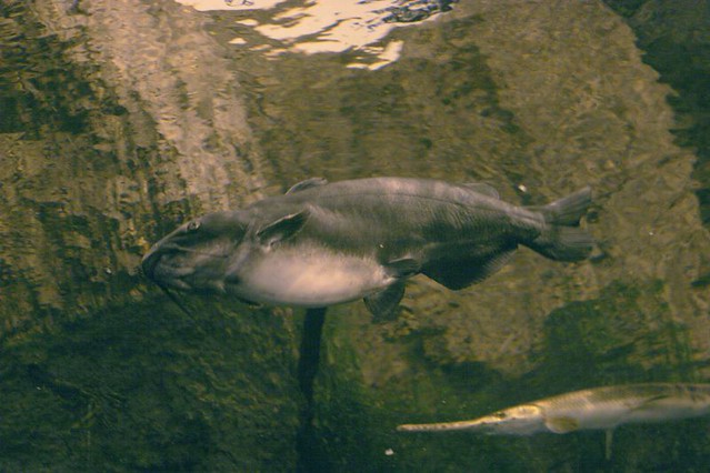 Blue Catfish | FictionRulezForever Wiki | Fandom