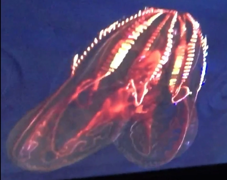 Bloodybelly Comb Jelly FictionRulezForever Wiki Fandom