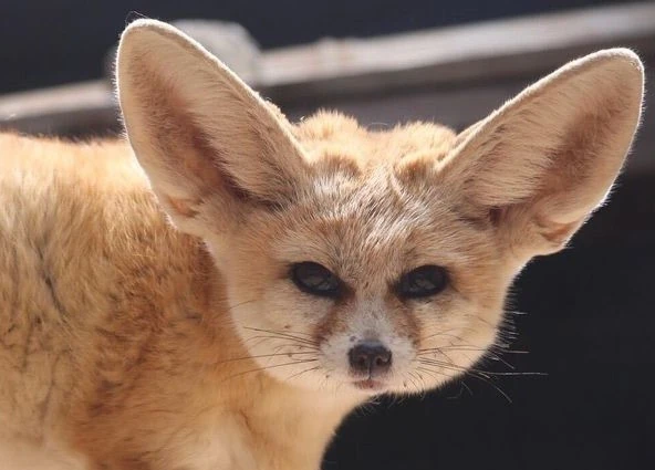 Fennec Fox | FictionRulezForever Wiki | Fandom