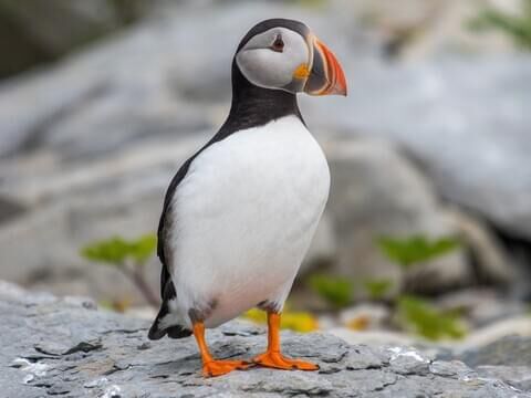 The Astonishing Atlantic Puffin – FanningSparks