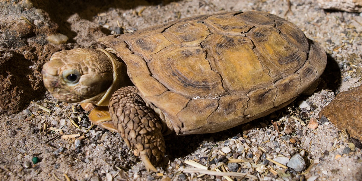 Pancake Tortoise FictionRulezForever Wiki Fandom