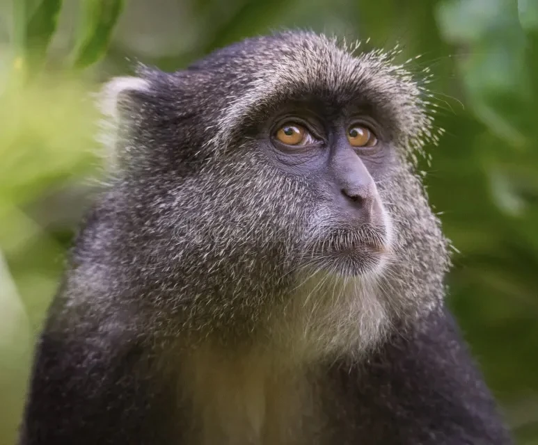 Blue Monkey | FictionRulezForever Wiki | Fandom