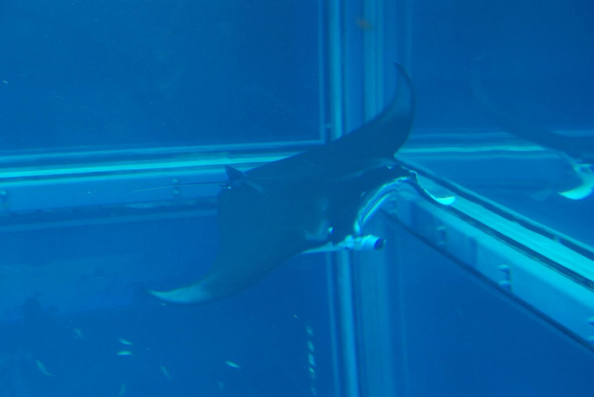 Reef Manta Ray | FictionRulezForever Wiki | Fandom