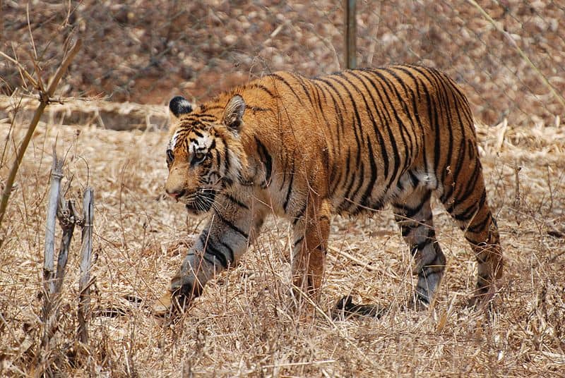 The Royal Bengal Tiger (Bhitu) - Viacom18Studios