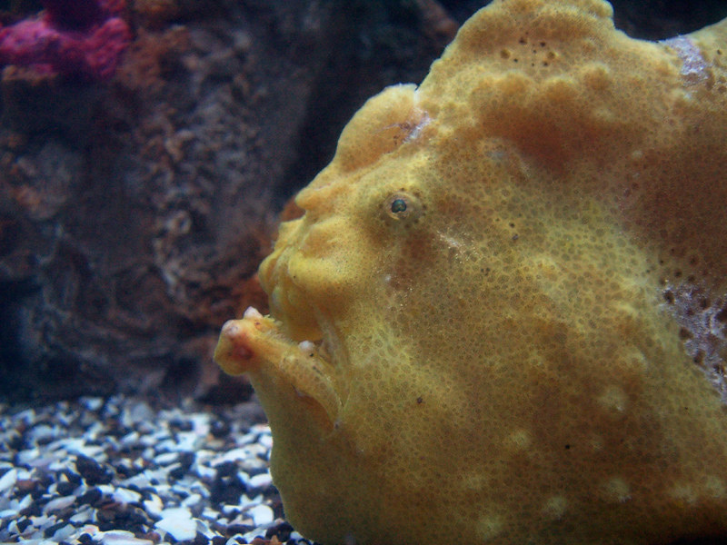 Frogfish | FictionRulezForever Wiki | Fandom