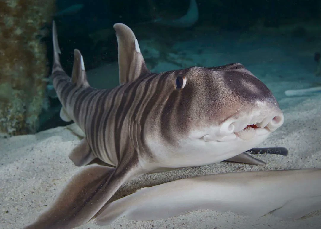 Zebra Bullhead Shark | FictionRulezForever Wiki | Fandom, image size:1082x772