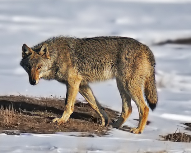 Steppe Wolf | FictionRulezForever Wiki | Fandom