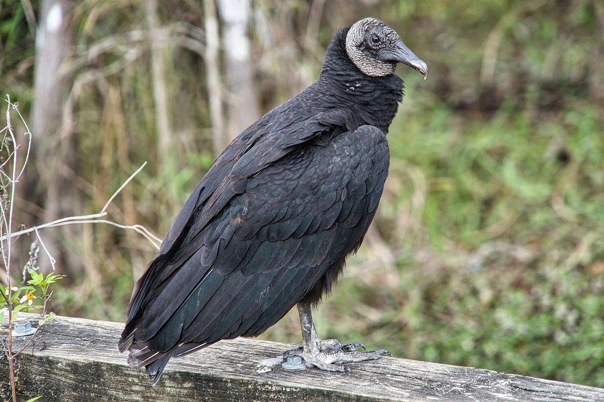 American Black Vulture FictionRulezForever Wiki Fandom