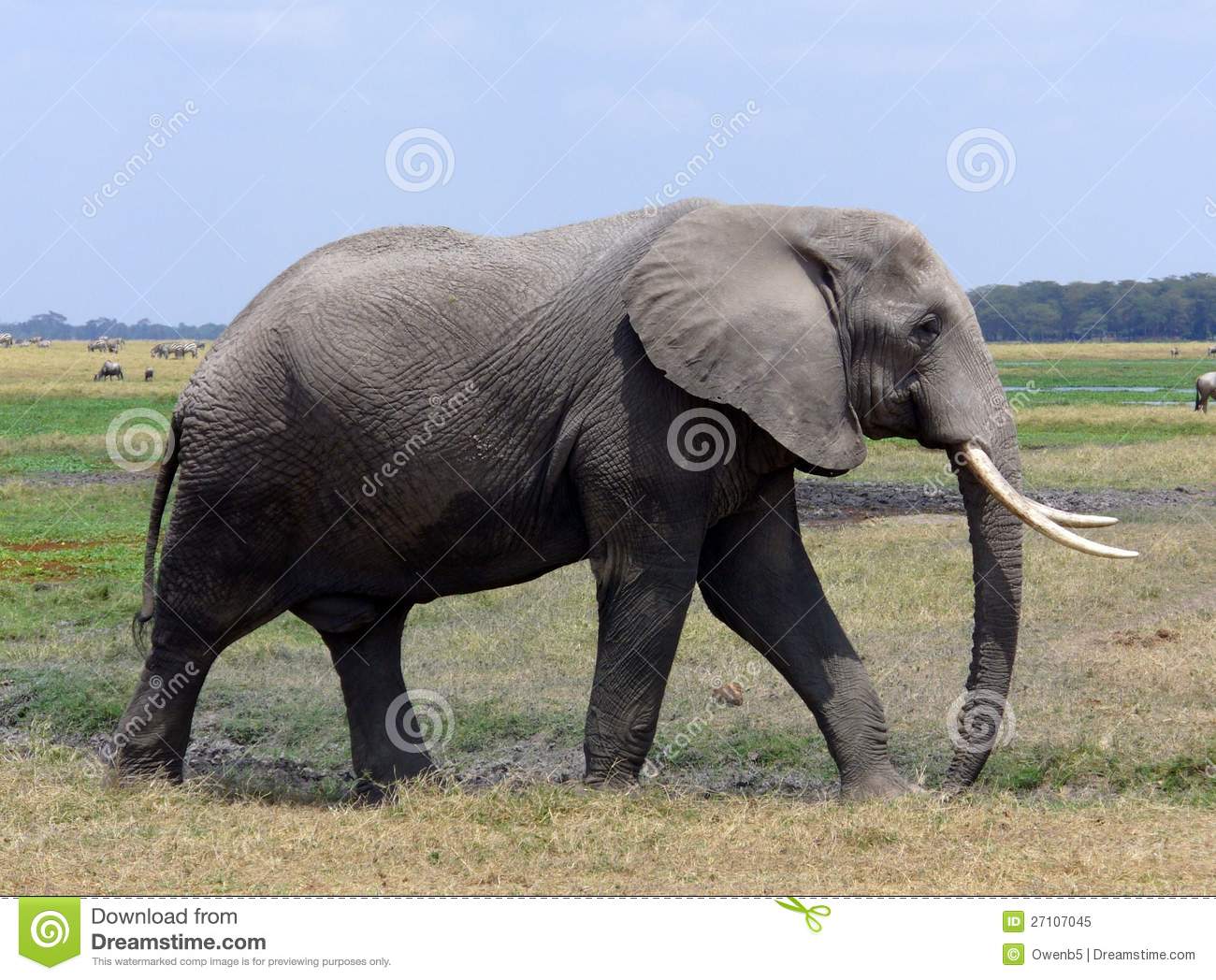 East African Bush Elephant | FictionRulezForever Wiki | Fandom