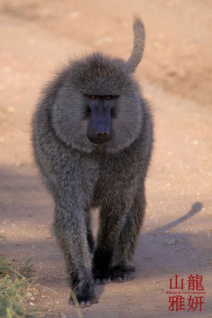 olive baboon