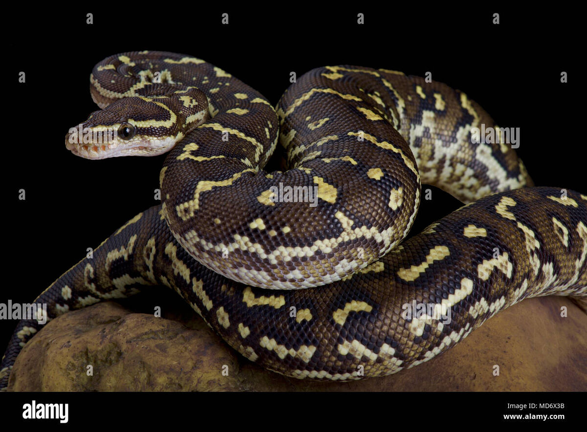 Angolan Python | FictionRulezForever Wiki | Fandom