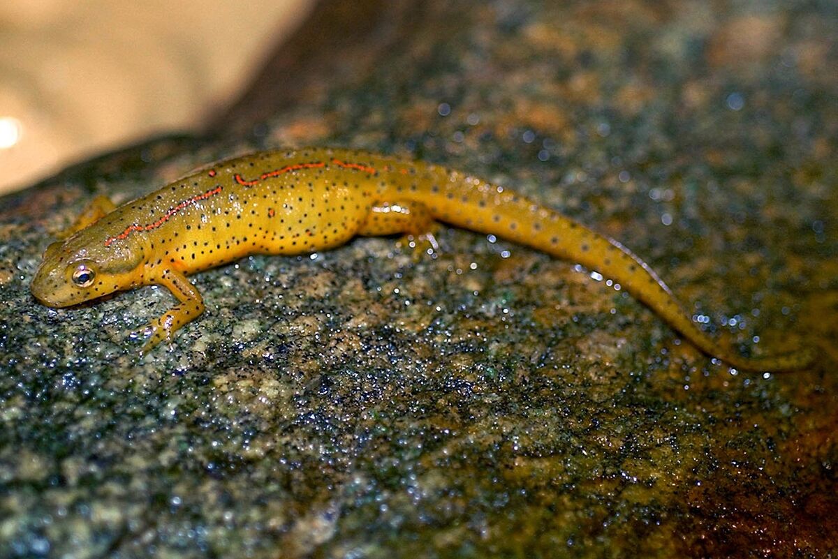 Schematic illustrating how eastern newts were tethered for the