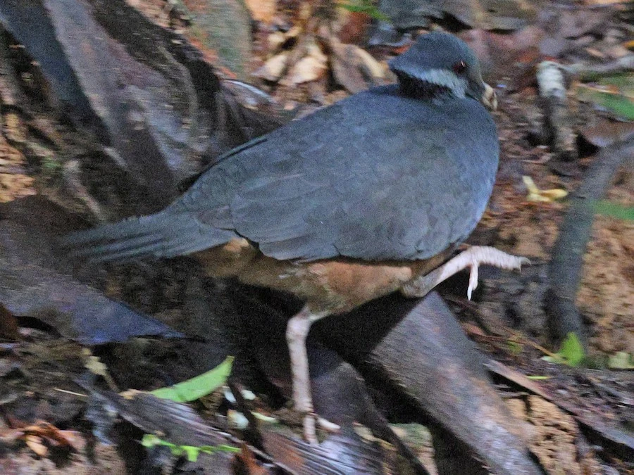 Thick-Billed Ground Dove | FictionRulezForever Wiki | Fandom