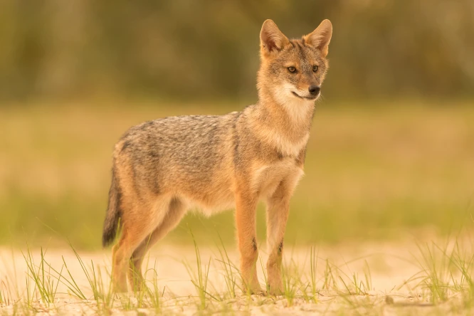 Golden Jackal | FictionRulezForever Wiki | Fandom