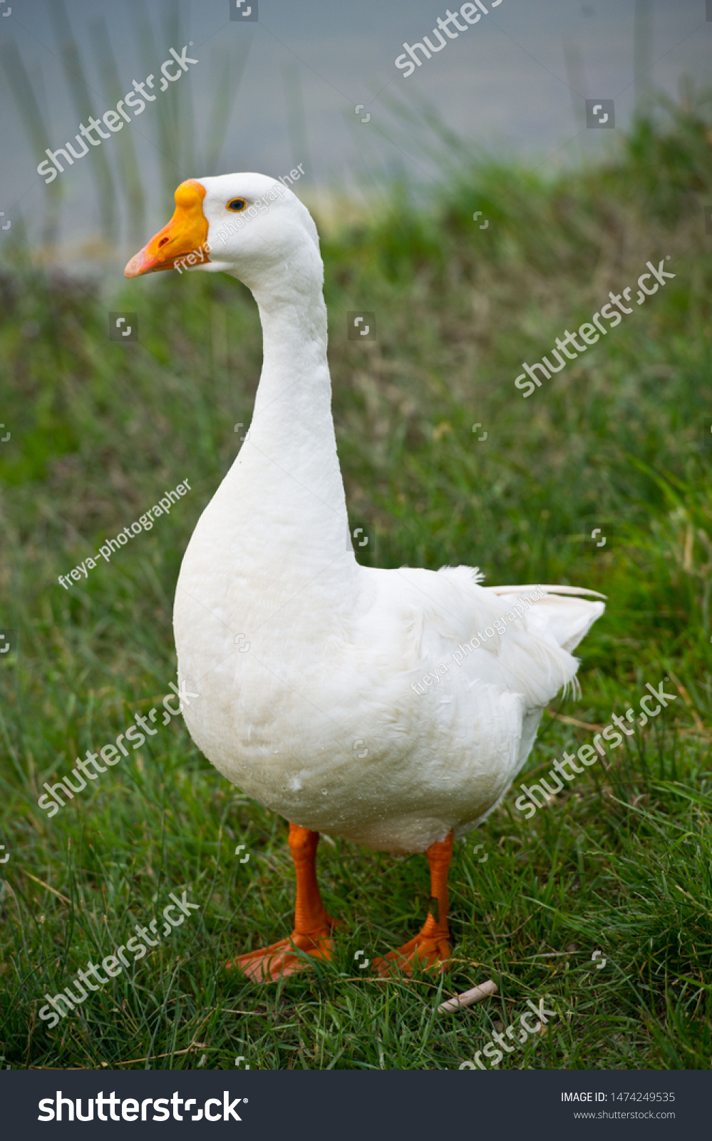 Domestic Goose (Anser anser domesticus) Dimensions & Drawings