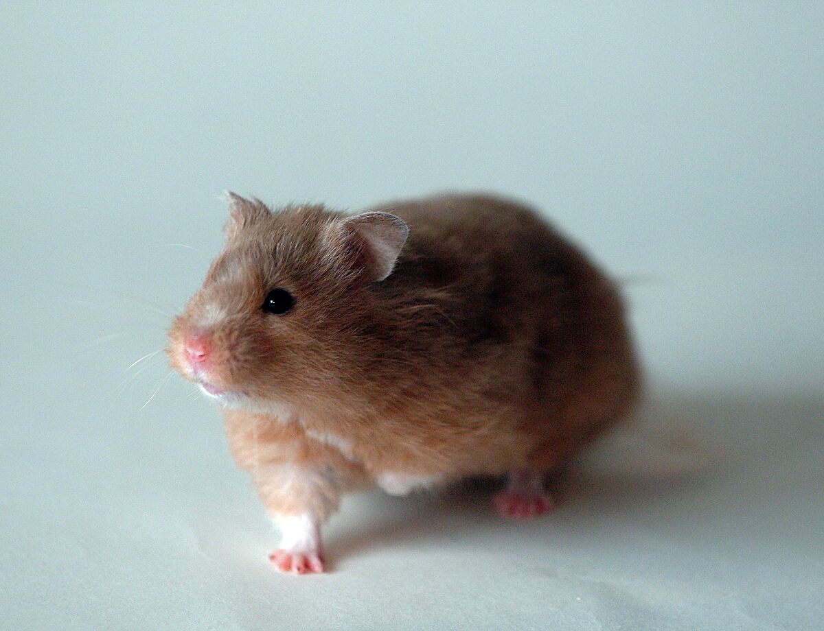 Syrian hamster breeding - Wikipedia