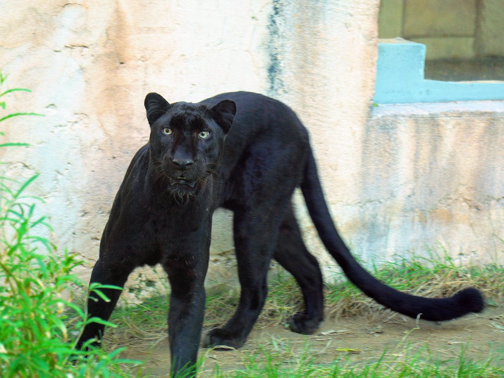 African Black Leopard, FictionRulezForever Wiki