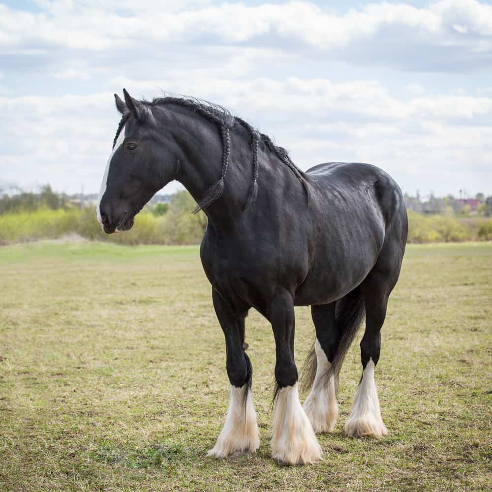 BRITISH DRAUGHT HORSES IN THE 19TH CENTURY