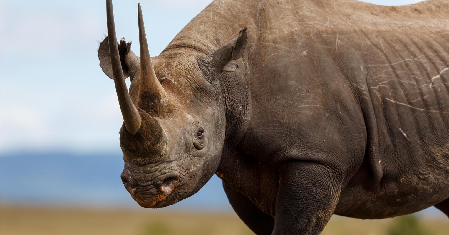 Black rhinoceros - Wikipedia