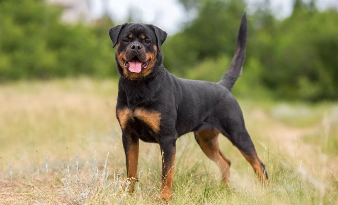 Rottweiler | FictionRulezForever Wiki | Fandom