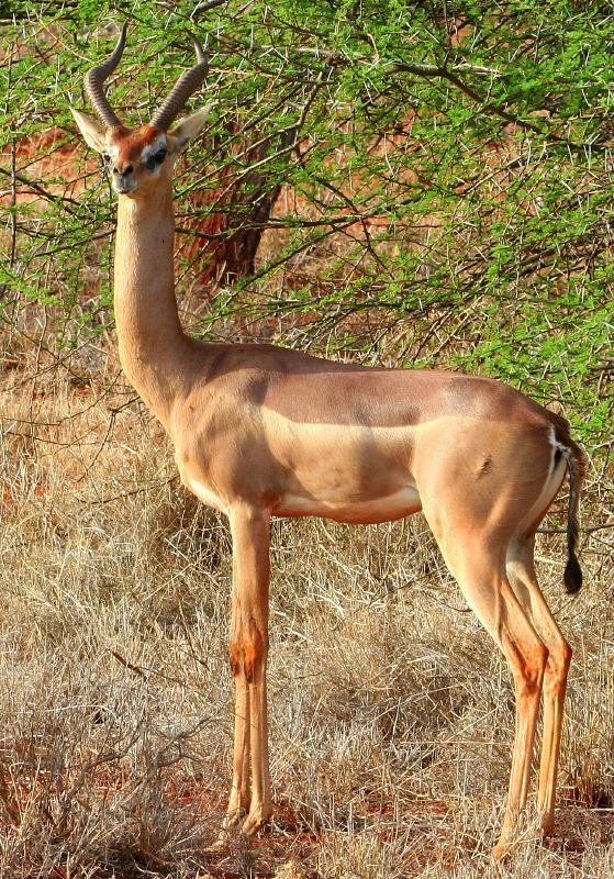 Gerenuk FictionRulezForever Wiki Fandom