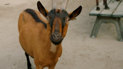 Domestic Goat, FictionRulezForever Wiki