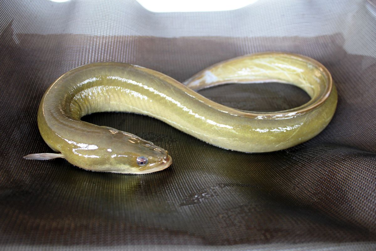 American Eel | FictionRulezForever Wiki | Fandom