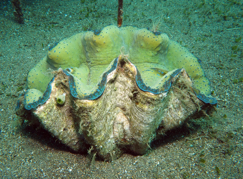 Giant Clam FictionRulezForever Wiki Fandom