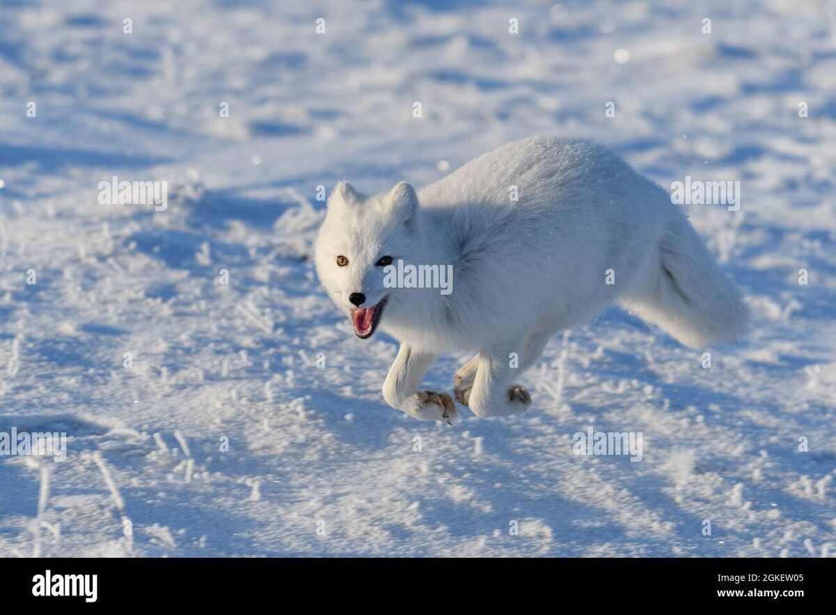 Snow White Arctic Fox Faux Fur