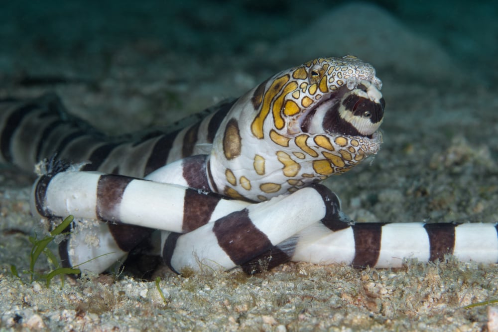 Banded sea krait wall hooks