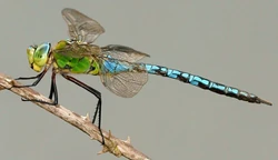 250?cb=20221031220142