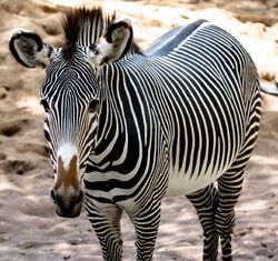 Grévy's zebra, Equus grevyi, hind legs, detail Stock Photo - Alamy